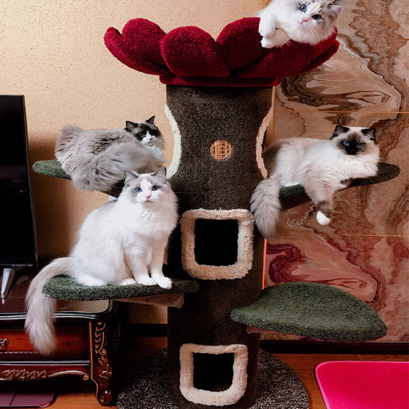 现货Camily猫爬架 太阳花猫树 猫咪城堡 猫的树 猫树猫窝定制包邮