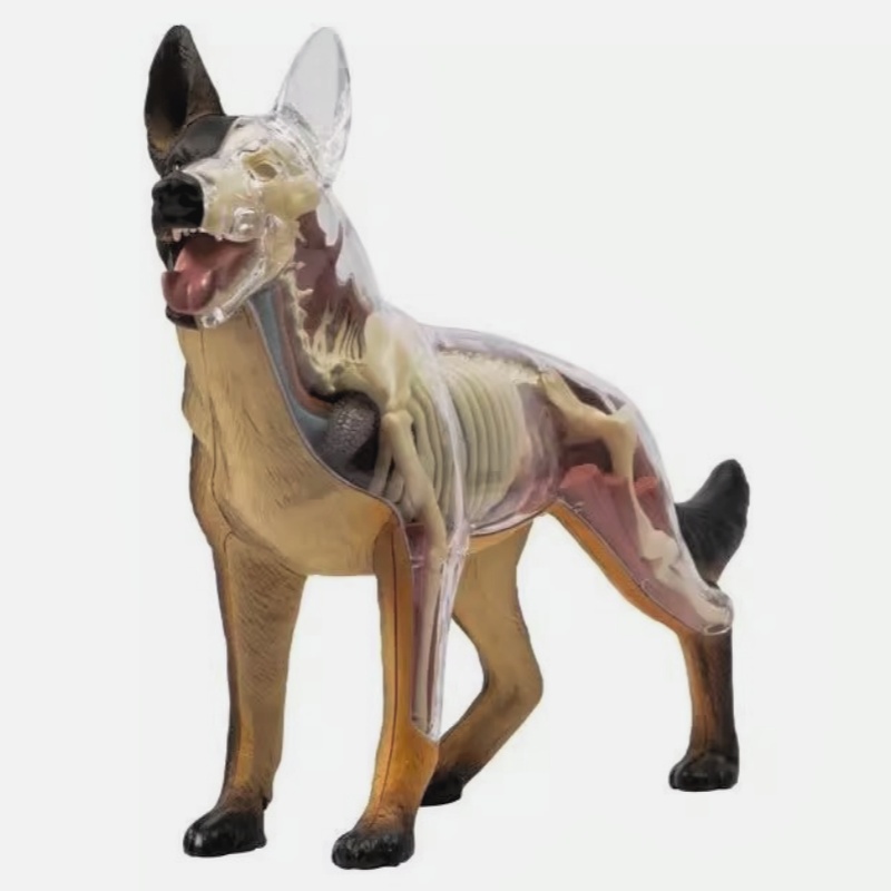 4D MASTER动物解剖模型生物实验犬模型教学益智拼装玩具狼狗骨骼