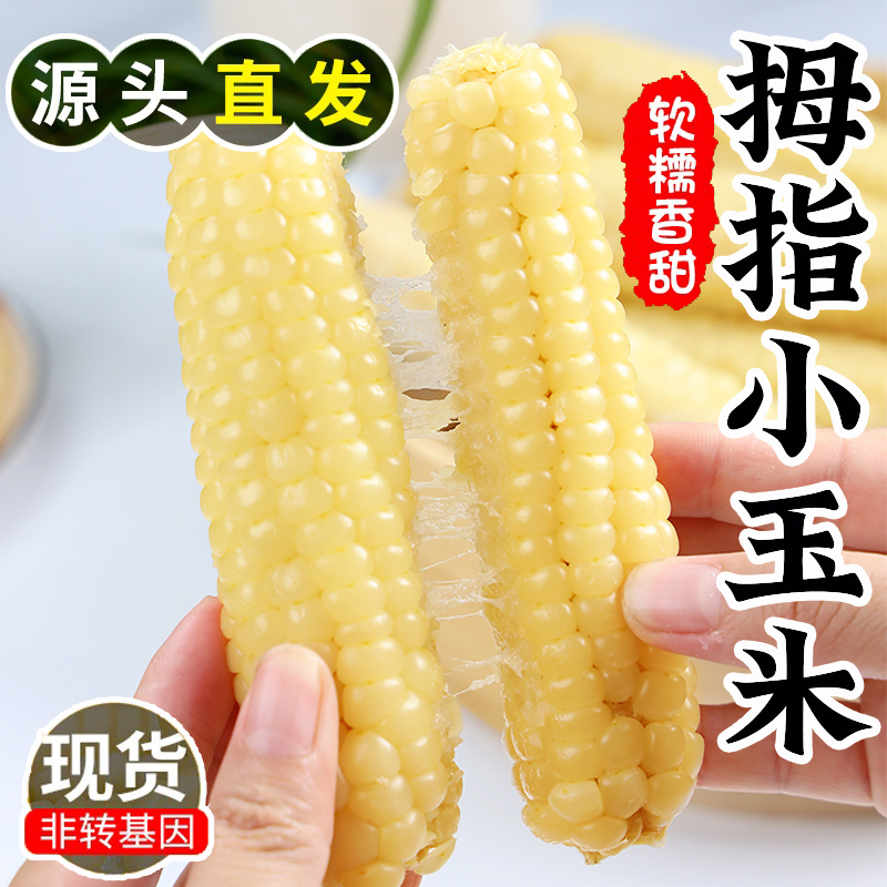 云南西双版纳拇指小玉米新鲜5斤 傣家香糯小手指迷你袖珍儿童玉米