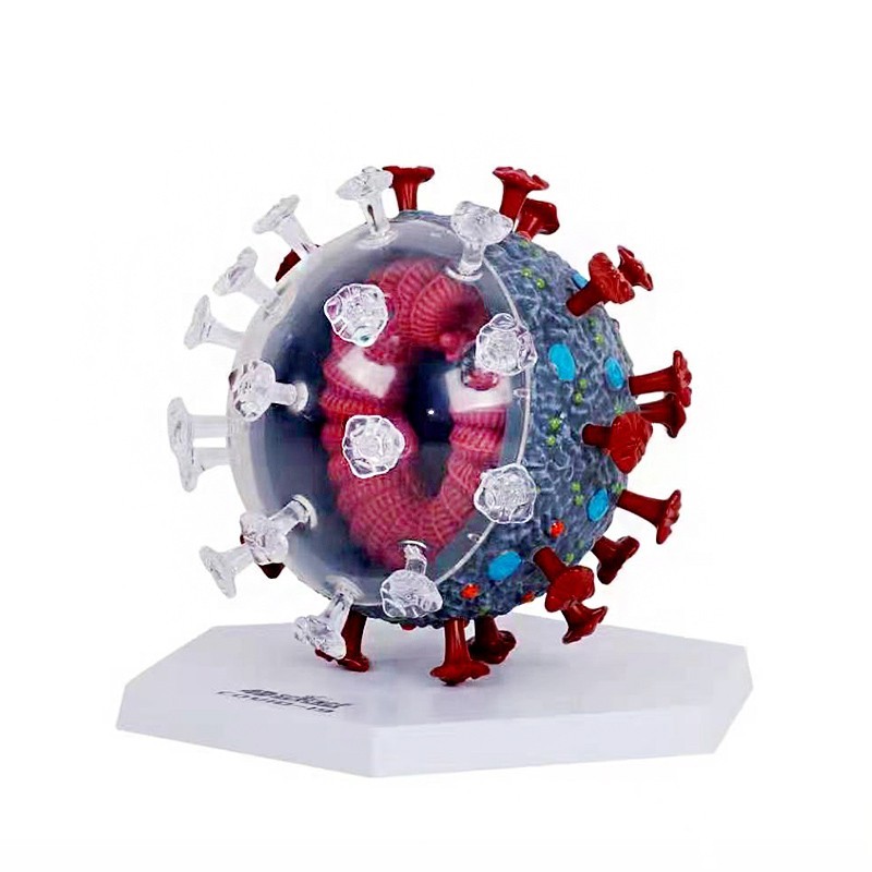 4D MASTER新冠病毒模型冠状病毒解剖拼装玩具结构科普馆展示教学