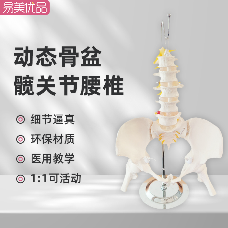 推荐产康可活动女性骨盆模型带腰椎动态演示盆底教学解剖人体模型