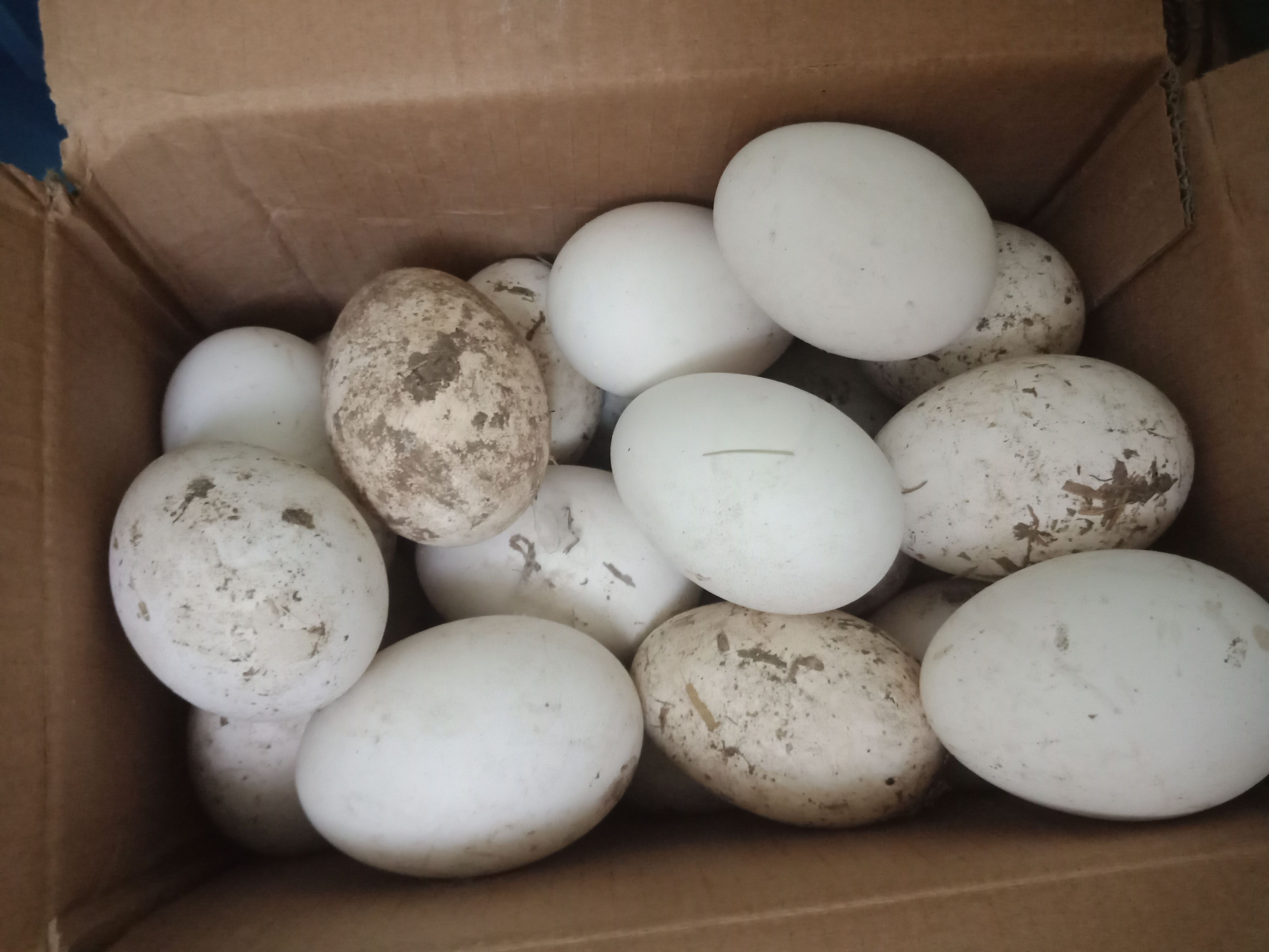 土鹅蛋散养大鹅蛋孕妇儿童新鲜现捡大鹅蛋正宗笨鹅蛋12个包邮