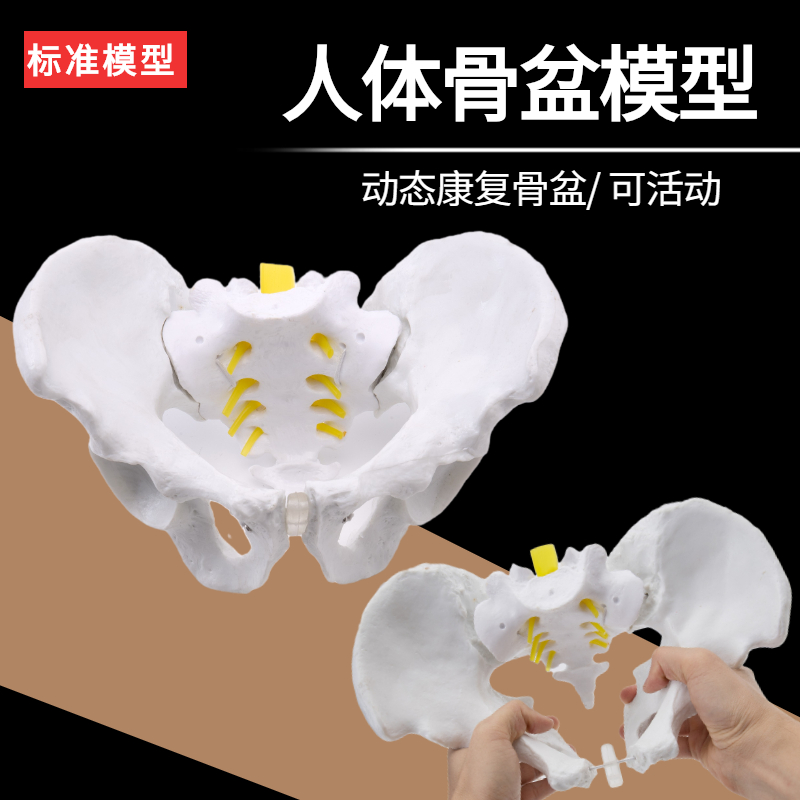 新品女性骨盆及盆底肌模型动态康复盆骨关节可活动人体骨盆模型子