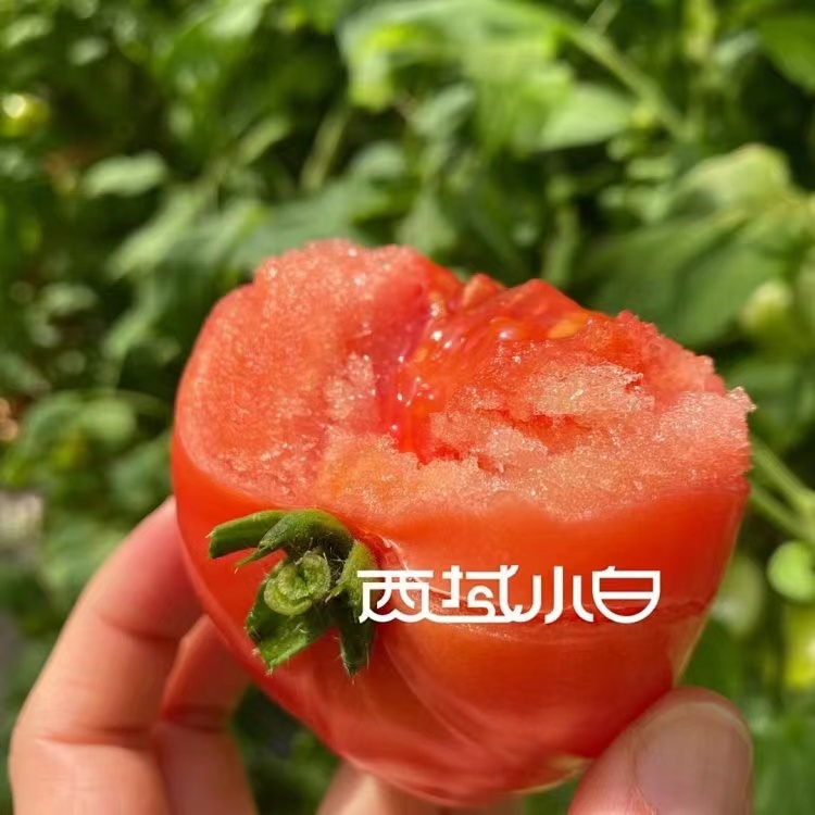 西域小白柿愿普罗旺斯西红柿4.5斤装新鲜时令果蔬番茄沙瓤皮薄