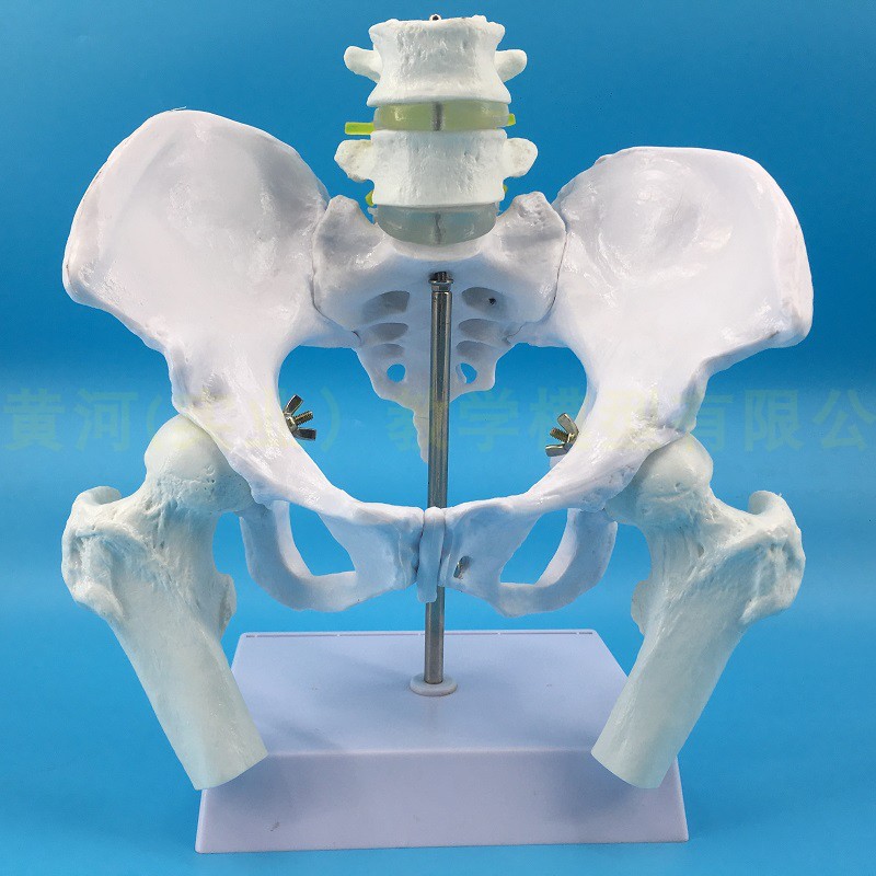 厂家自然大女性骨盆带二节腰椎模型 髂骨坐骨耻骨演示 助产分娩示