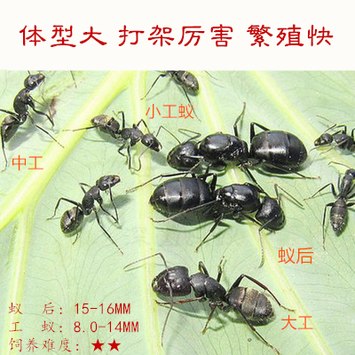 日本弓背蚁  蚂蚁城堡沙巢沙堡 养蚂蚁宠物蚁巢 蚂蚁工坊