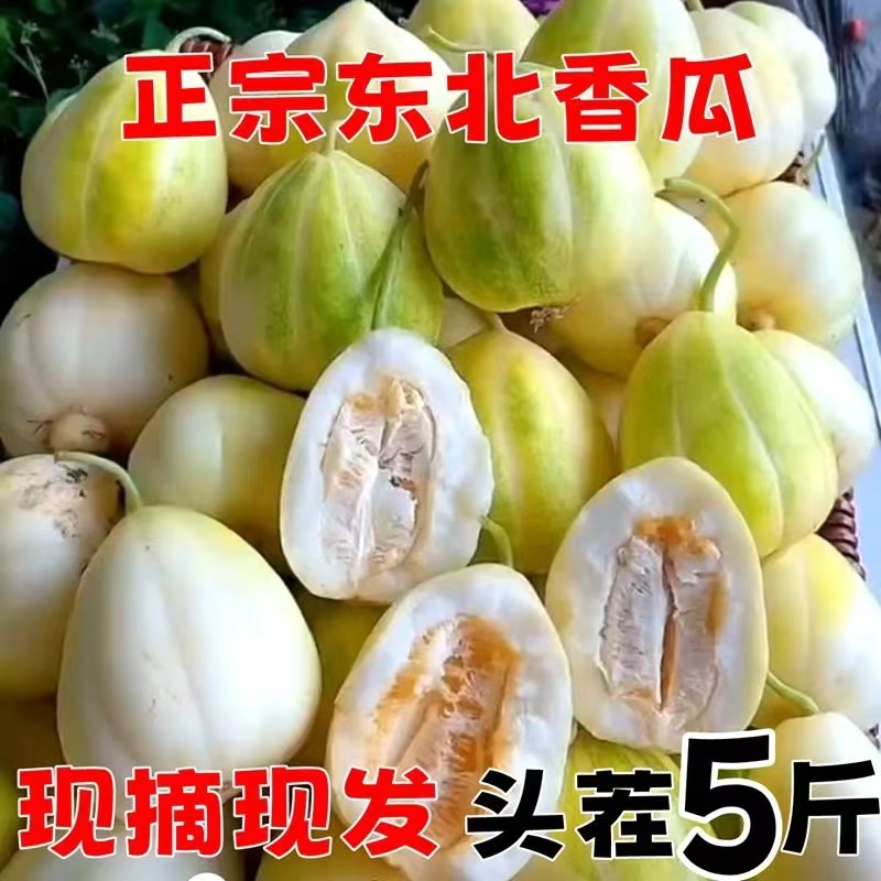东北香瓜京密新鲜现摘脆甜瓜当季应季水果孕妇特产瓜时令水果包邮