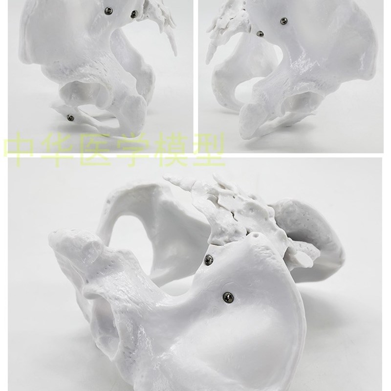 骨盆模型 女性骨盆模型 自然大女性骨盆 正常女性骨盆关节模型