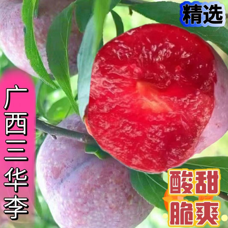 广西三华李子新鲜水果广西孕妇酸甜5月当季水果红心李大果现发