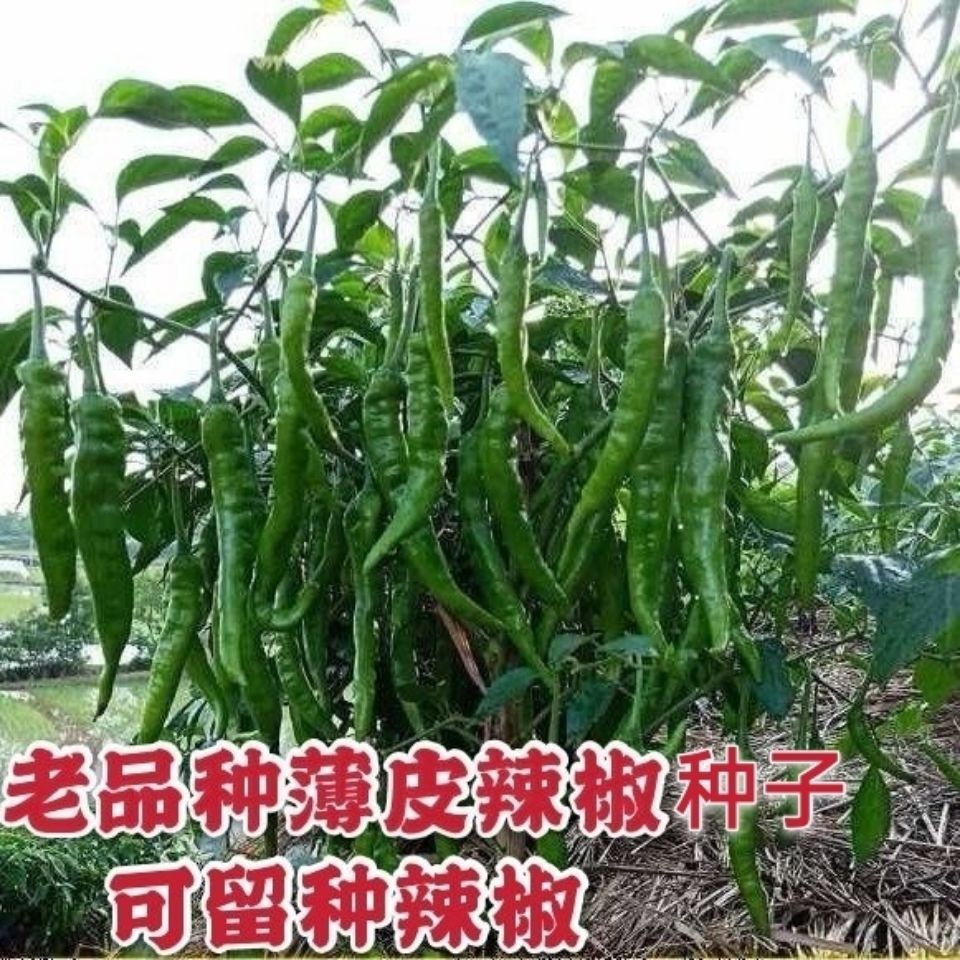 本地种子湖南高产辣椒早熟可留种香辣老品种农家蔬菜庭院盆栽种植