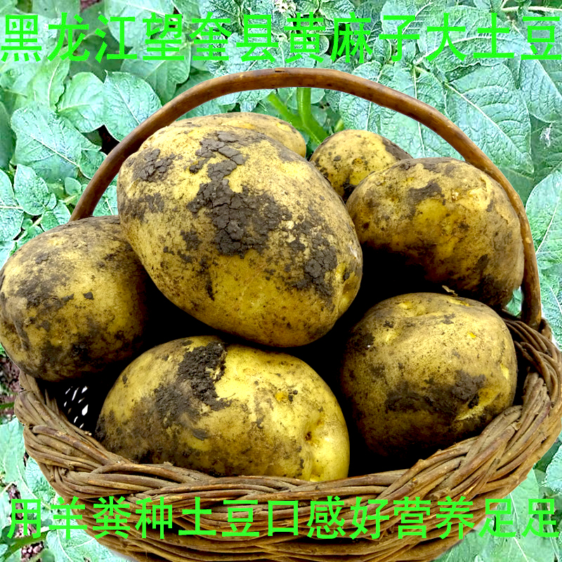东北农家新土豆 黄心大土豆黄麻子马铃薯洋芋蛋子孕妇蔬菜净重9斤