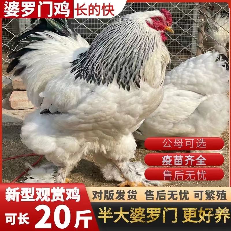 正宗婆罗门鸡活苗纯种巨型梵天鸡小鸡活苗脱温半大鸡观赏鸡宠物鸡
