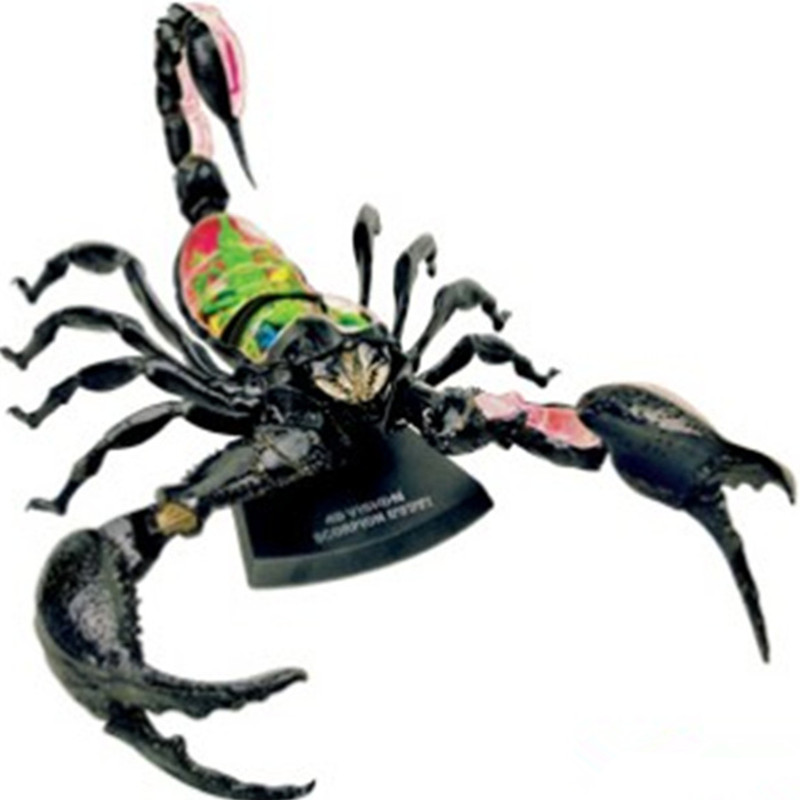 4D Master拼装动物模型蝎子器官解剖玩具学生物实验教具 科普摆件