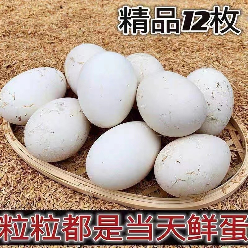 破碎包赔新鲜12枚鹅蛋正宗农家散养土鹅蛋现捡现发大鹅蛋孕妇健康