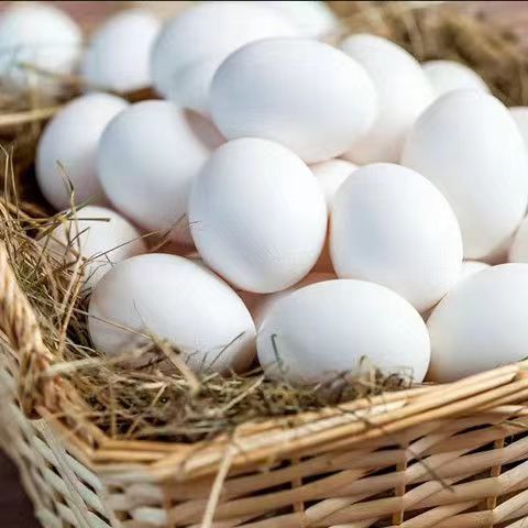 直销农家新鲜鸽子蛋草鸽子蛋散养鸽蛋价孕妇老人儿童绿色营养补品