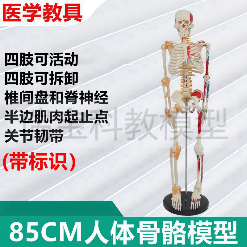 人体骨骼模型肌肉标记关节活动韧带E软脊柱可弯曲旋转医用美术健