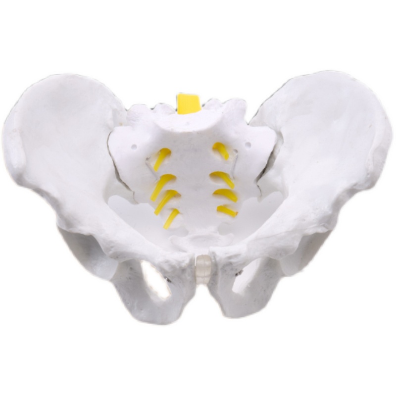 新品女性骨盆及盆底肌模型动态康复盆骨关节可活动人体骨盆模型子