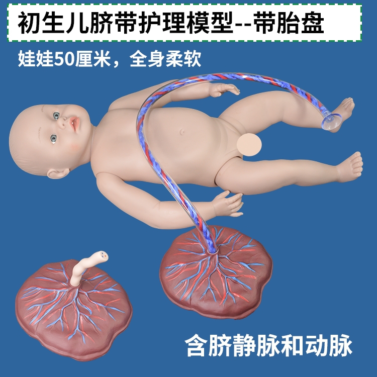 妇产科新生儿护理模型 初生儿宝宝带脐带胎盘 妇幼保健院仿真娃娃