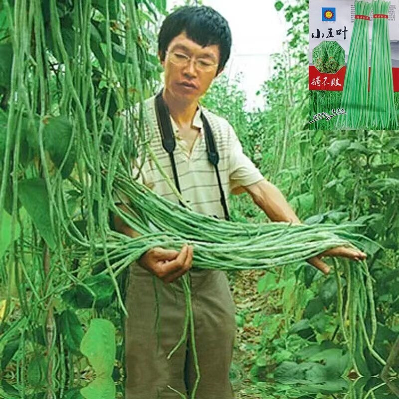 三尺特长豆角无筋种子高产豇豆四季早熟蔬菜抗虫抗病豇豆种子大全