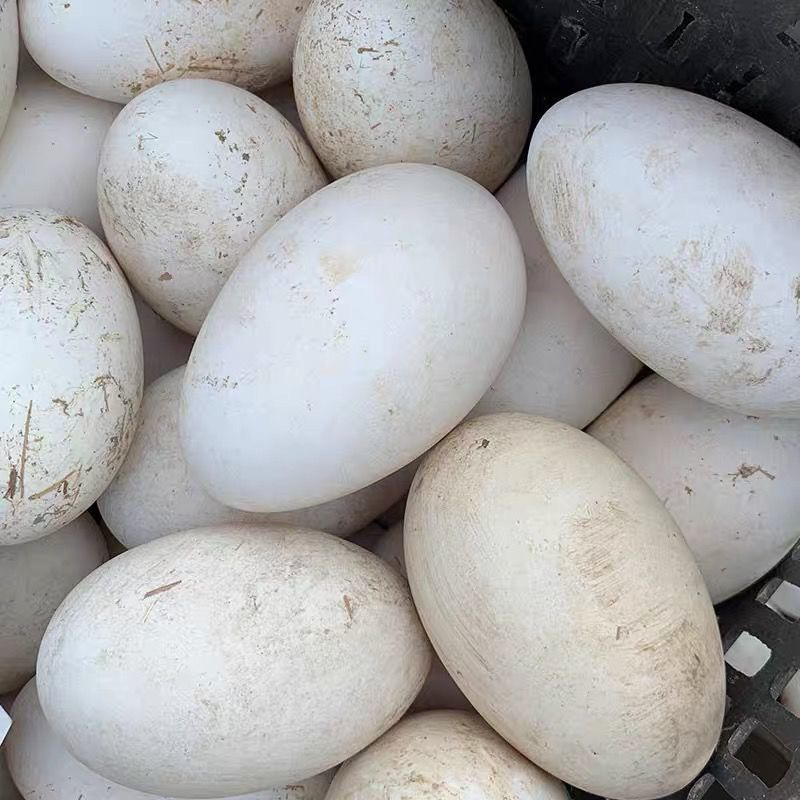 东北农村笨鹅蛋纯散养黑龙江特产土鹅蛋大新鲜孕妇老人孩子12枚