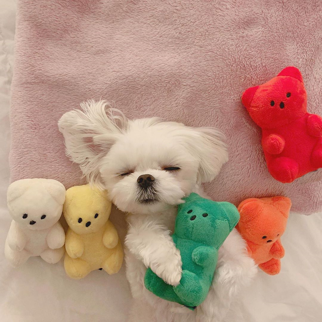 ins韩国可爱小熊软糖宠物狗狗发声玩具小型犬可爱叫叫毛绒玩具