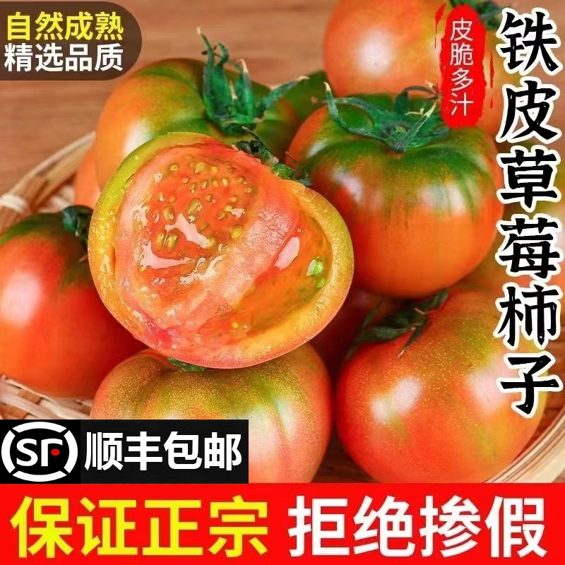 正宗丹东草莓柿子5斤西红柿新鲜碱地铁皮柿子自然熟生吃水果番茄