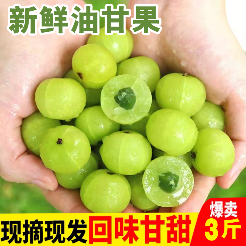 广西新鲜油甘果油柑现摘牛甘子3斤橄榄当季水果孕妇酸整箱包邮