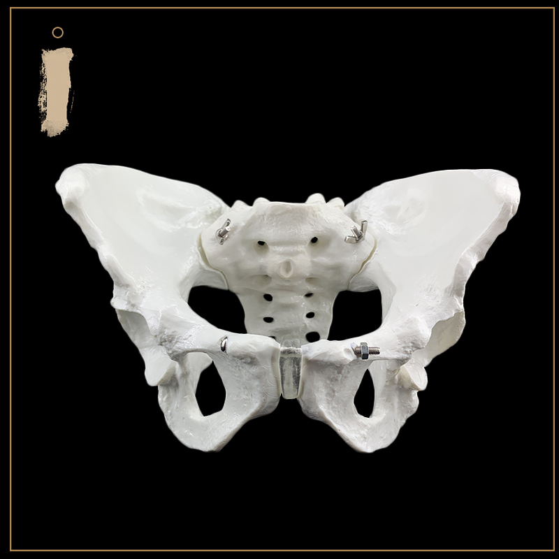 助产示教模型 骨盆模型带胎儿头颅骨模L型 女性盆底肌女性骨盆