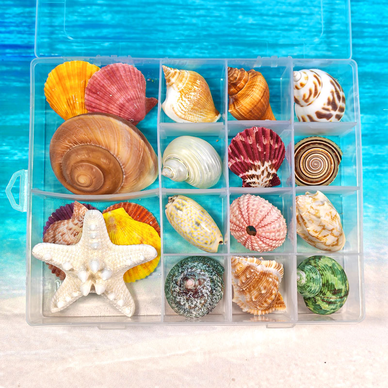 天然海螺贝壳标本螺海星礼盒收纳盒海洋生物科普材料儿童幼教礼物