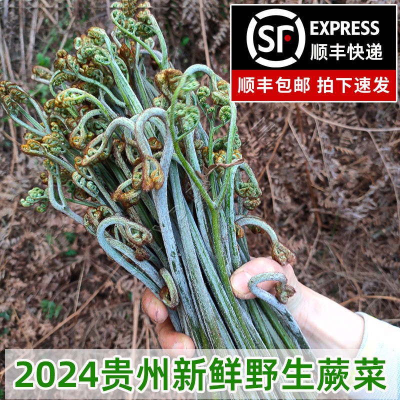 【顺丰】贵州食用野生蕨菜当季现摘高山蕨菜新鲜蔬菜龙爪菜下饭菜