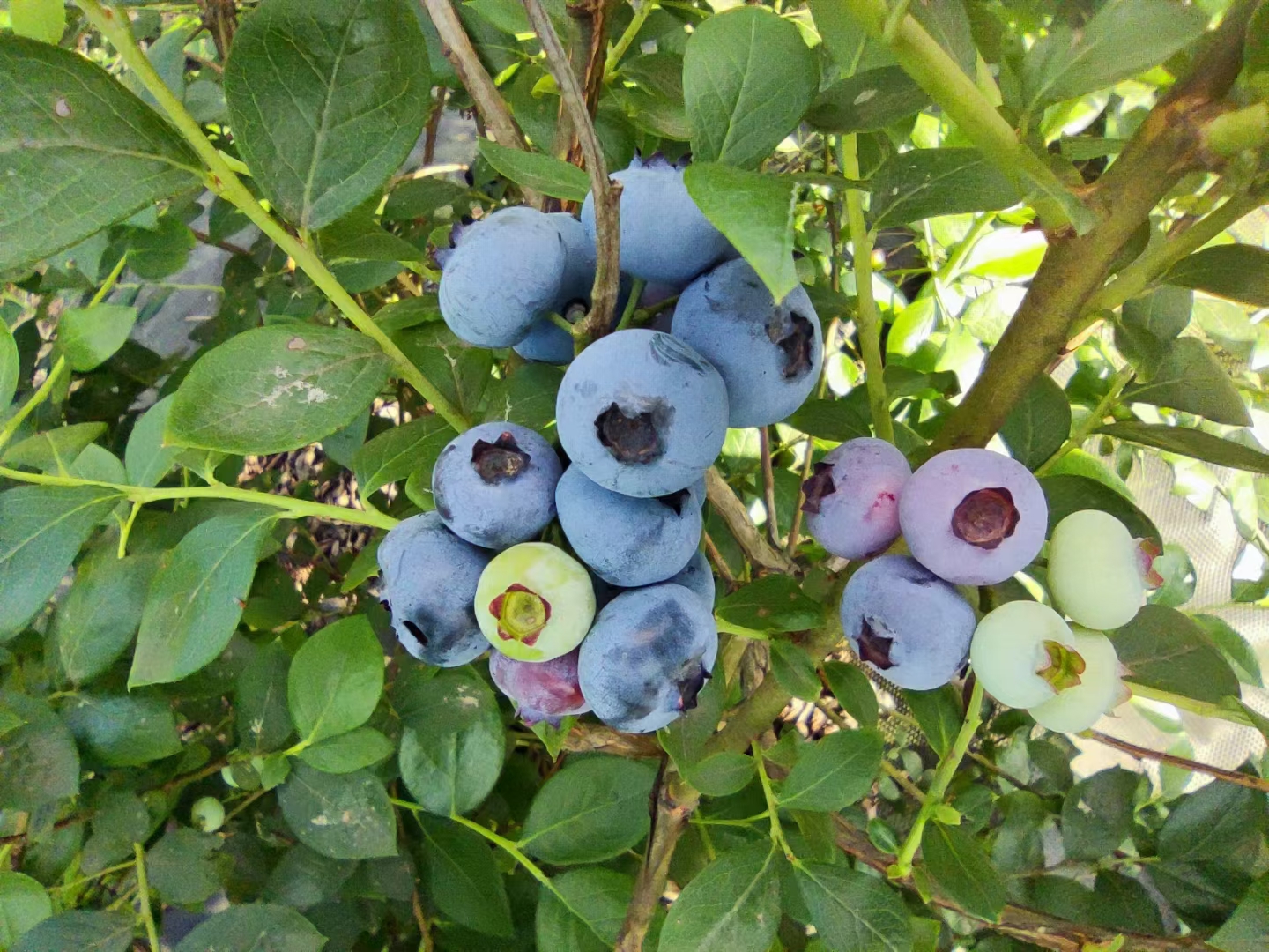 【包邮】现摘现发新鲜蓝莓宝宝孕妇零嘴原生态健康甜蜜精选水果