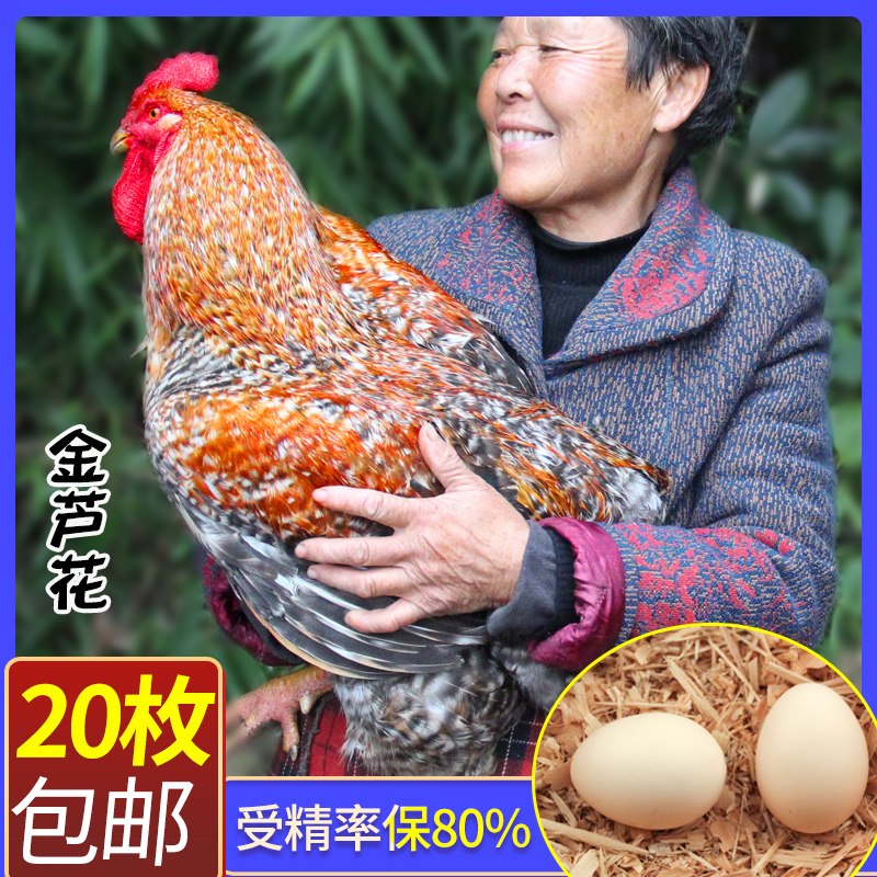 金芦花鸡种蛋受精蛋可孵化种蛋受精鸡蛋纯土鸡种蛋孵小鸡的蛋包邮