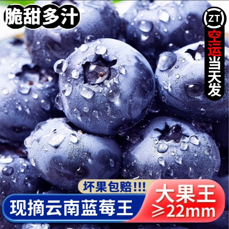山地高原新鲜蓝莓王鲜果应当季水果现摘孕妇大果包邮125g/盒特大