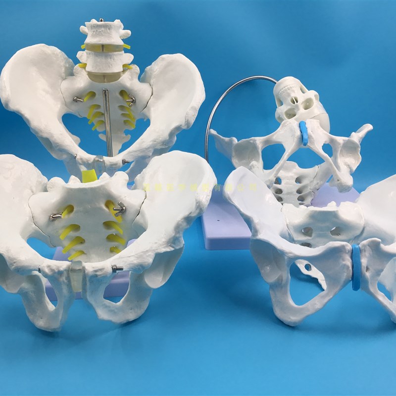 厂家自然大女性骨盆带二节腰椎模型 人体骨骼模型 盆骨模型 腰椎