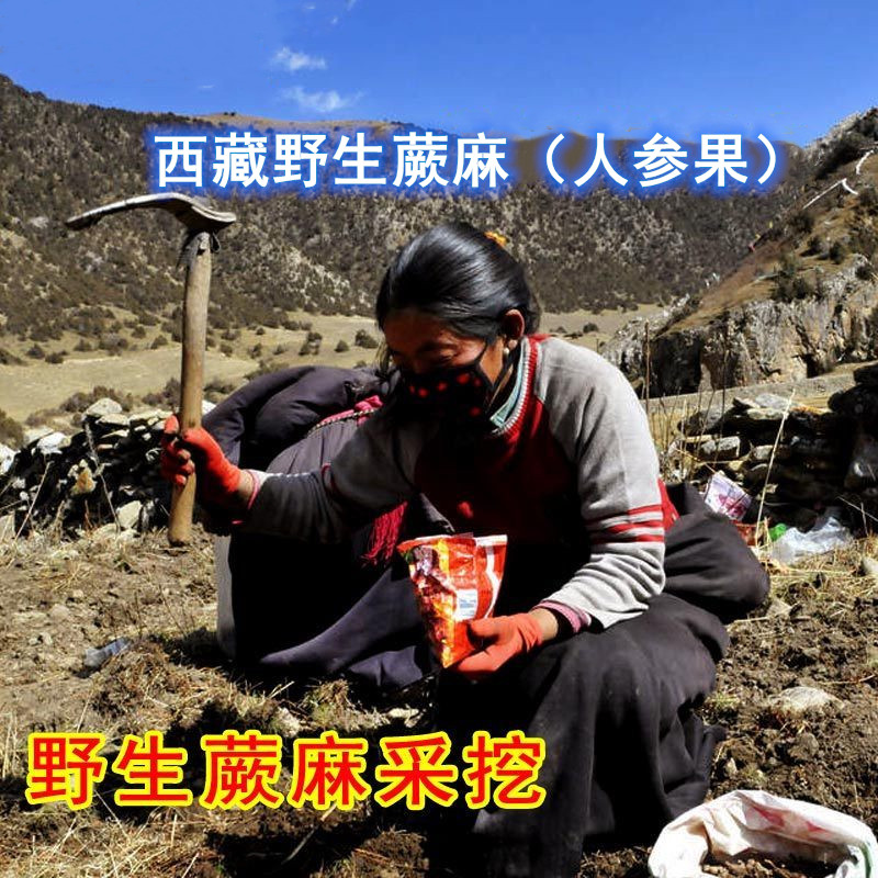野生蕨麻西藏正宗人参果500g老人孕妇食品滋补人生果青海厥麻煲粥