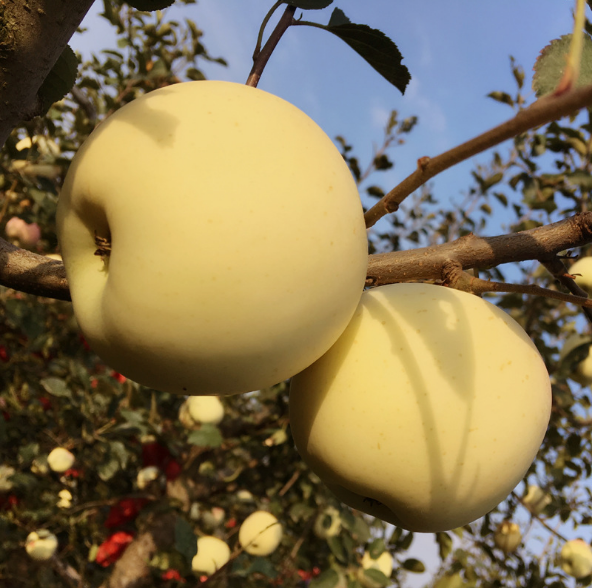 山东烟台黄金奶油富士苹果脆甜一级冰糖心10斤原产地直发应季水果