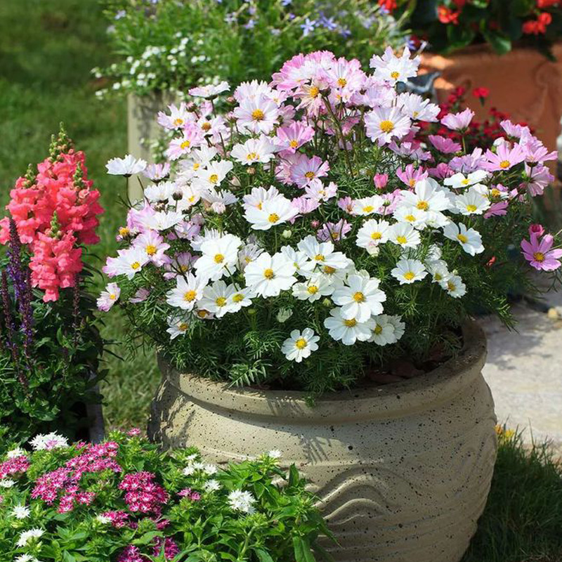 进口矮波斯菊种子 阿波罗系列 春季室外花园室内四季播种花卉种子