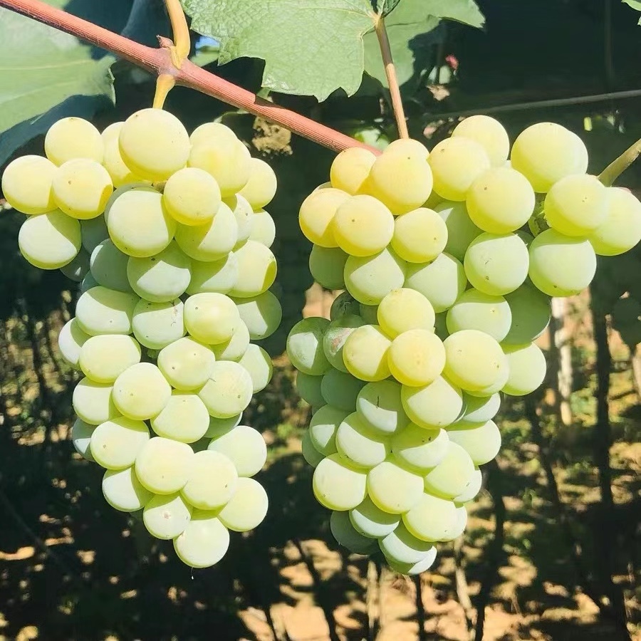 贵州水晶葡萄当季新鲜葡萄现摘现发孕妇水果农家果园顺丰