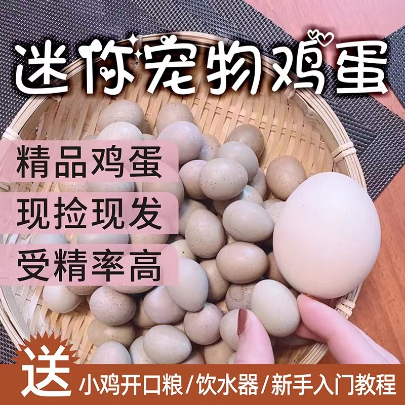 芦丁鸡可孵化受精种蛋迷你网红纯白礼服瓦灰德系变异卢丁鸡受精卵