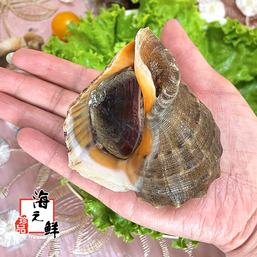 丹东野生大海螺包活当日海捕鲜活海鲜水产特大海螺鲜新鲜花螺1斤