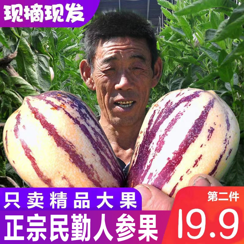 【大果】甘肃民勤人参果水果应季黄肉长果新鲜低糖孕妇云南人生果