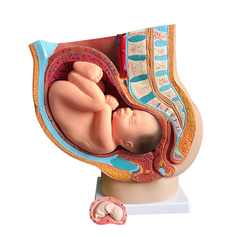 推荐九月胎儿发育过程模型医院学妇产科分娩接生女性骨盆教学演示