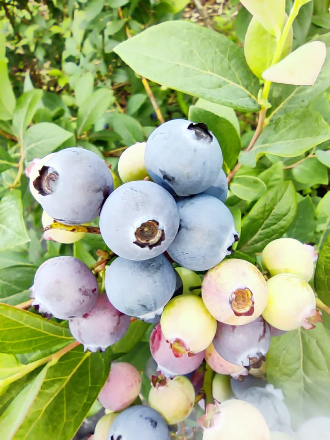 【包邮】现摘现发新鲜蓝莓宝宝孕妇零嘴原生态健康甜蜜精选水果