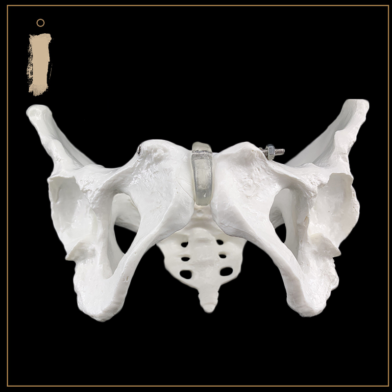 推荐助产示教模型 骨盆模型带胎儿头颅骨模型 女性盆底肌女性骨盆