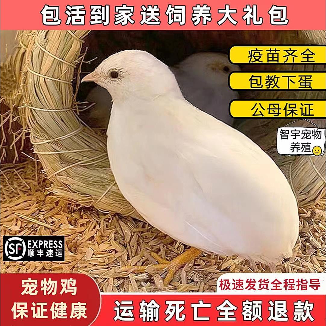 芦丁鸡活物观赏卢丁鸡活体全色系迷你宠物50-90天成鸡白色礼服大