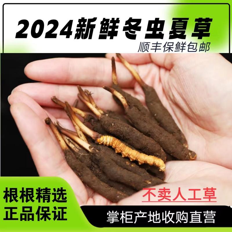 2024年头期新鲜冬虫夏草天然正品青海高海拔非西藏那曲原产地直供
