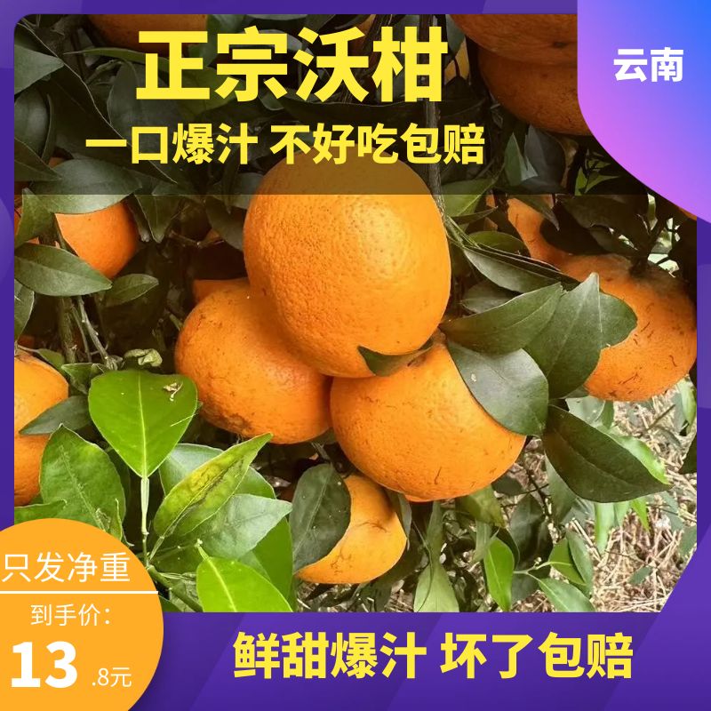 云南纯甜沃柑橘子水果新鲜大果一级超甜橘子精选孕妇水果当季整箱