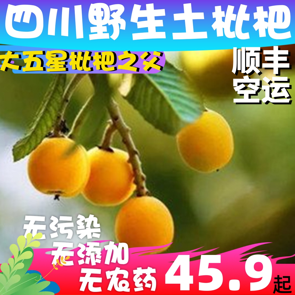 顺丰空运四川高山野枇杷土琵琶新鲜孕妇水果纯天然无污染当季时令