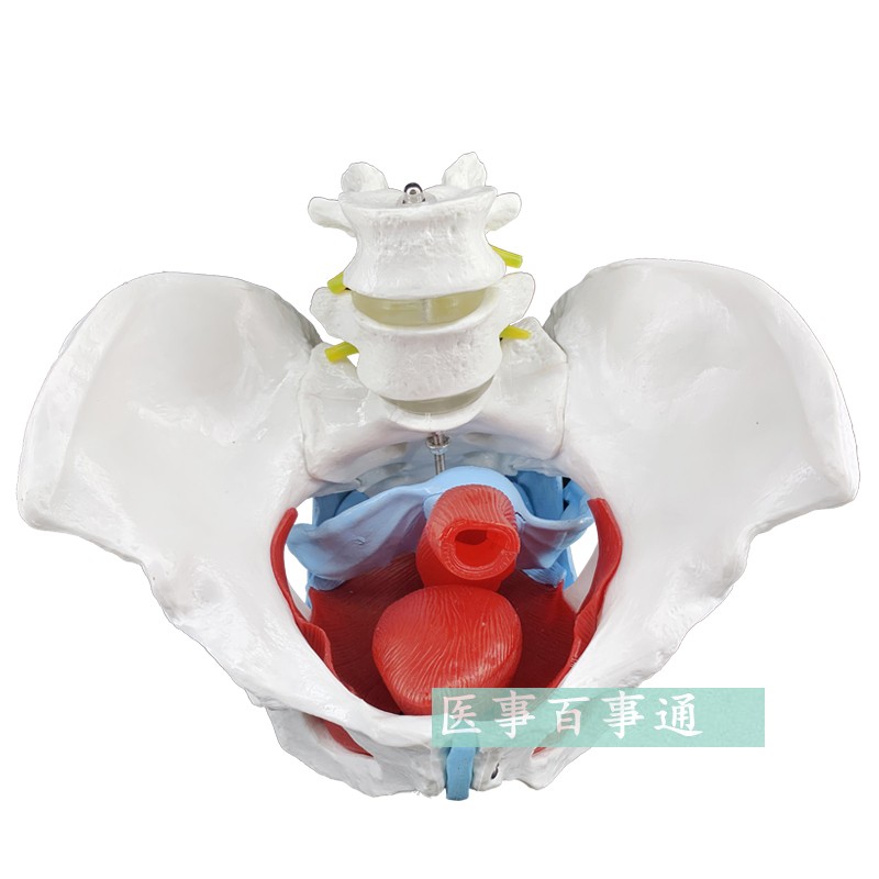 速发女性骨盆模型 骨盆 盆底肌模型 子宫模型 盆骨 分娩助产教学