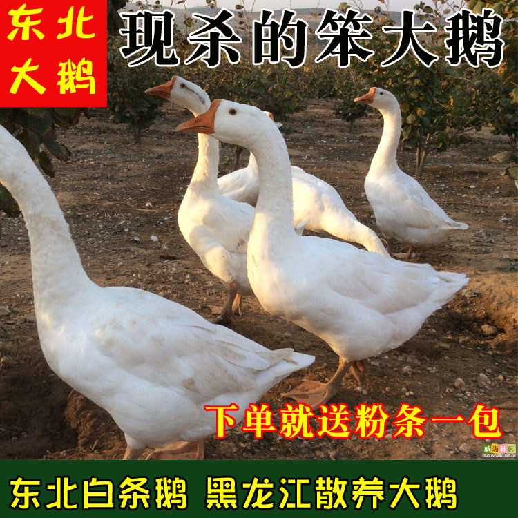 黑龙江东北整只笨大鹅散养白条鹅孕妇现杀冷链包邮肉脏变质包赔